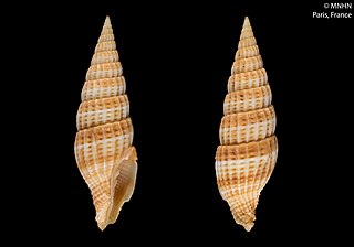 <i>Vexillum jackylenae</i> Species of gastropod