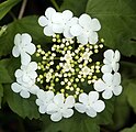 V. o. var. americanum flower close up