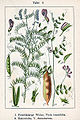 Vicia tenuifolia vol. 9 - plate 04 in: Jacob Sturm: Deutschlands Flora in Abbildungen (1796) (fig. 1)