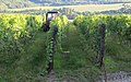 Čeština: Vinice s traktorem mezi Klentnicí a Pavlovem, okres Břeclav English: Vineyard with tractor between Klentnice and Pavlov, Břeclav District