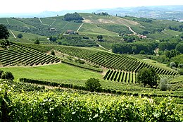 Vineyards in Piemonte, Italy.jpg