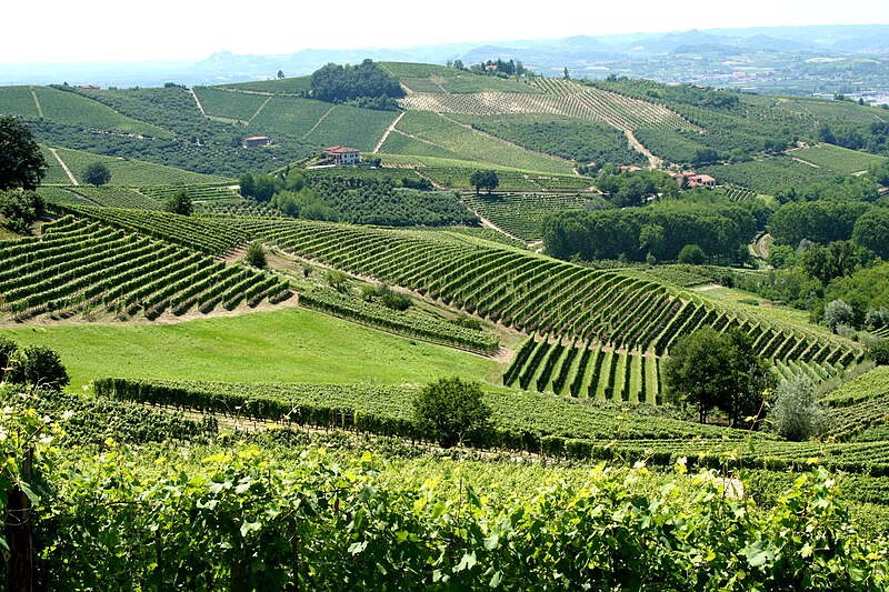 File:Vineyards in Piemonte, Italy.jpg