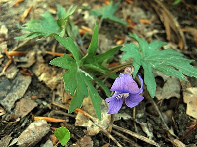 Viola subsinuata