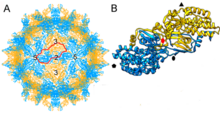 Penicillium stoloniferum virus F (PsV-F), Gammapartititvirus, and PsV-F CP dimer Viruses-10-00481-g004-AB.png