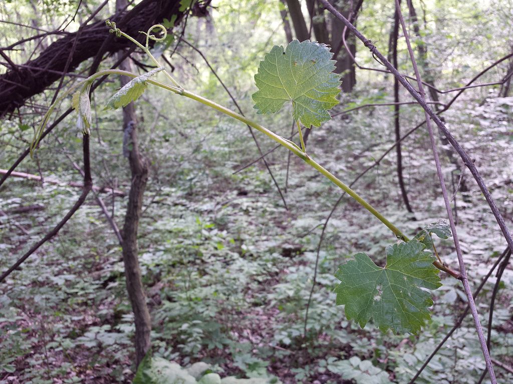 Vitis vinifera subsp. sylvestris sl1