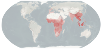 Viverridae Distribution.png