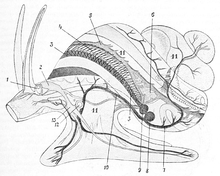 Viviparus contectus circulatory system.png