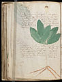Voynich Manuscript (84).jpg