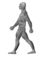 Thumbnail for Arm swing in human locomotion