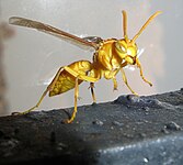 Wasp Punjab-India.JPG