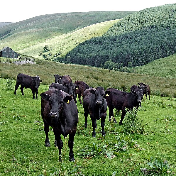 File:Welsh Blacks, Cwm Doethie, Ceredigion - geograph.org.uk - 513366.jpg