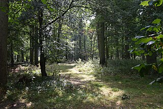 <span class="mw-page-title-main">West, Abbot's and Lound Woods</span> Site of Special Scientific Interest