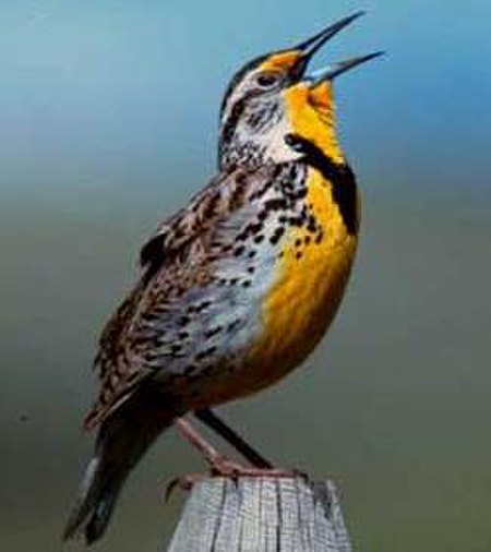 Tập_tin:WesternMeadowlark23.jpg