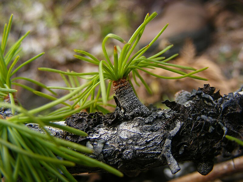 File:Western Larch (Larix occidentalis) -- young leaves.jpg