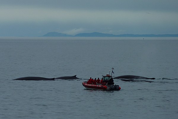 Watching fin whales off Tadoussac