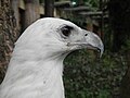 White-bellied Sea Eagle - Haliaeetus leucogaster - Ninoy Aquino Parks & Wildlife Center 14.jpg