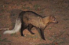 White-tailed mongoose (Ichneumia albicauda), crop.jpg
