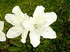 White Azalea1.jpg