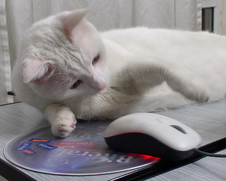 File:White Cat and a mouse.jpg