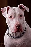 White Pitbull.jpg