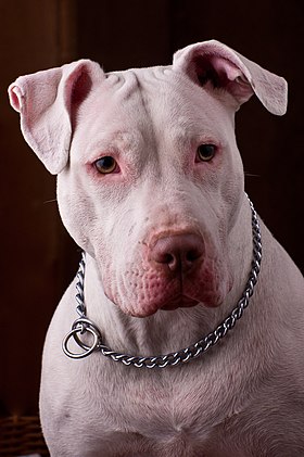 Imagen ilustrativa del artículo American Pit Bull Terrier