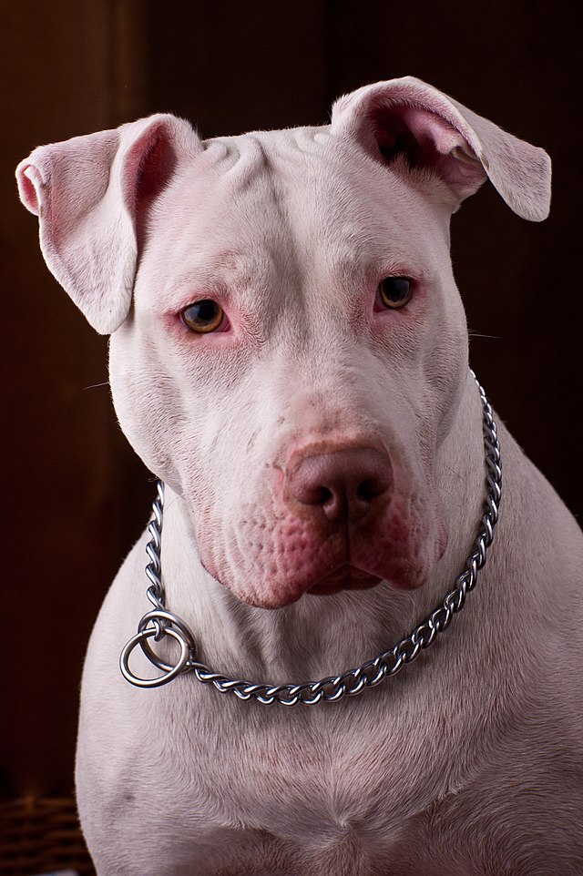 American Pit Bull Terrier - Simple English Wikipedia, the free encyclopedia