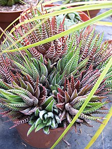 Winterbourne - Haworthia attenuata (6120983526).jpg