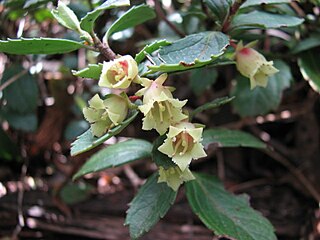 <i>Wittsteinia vacciniacea</i> Species of shrub