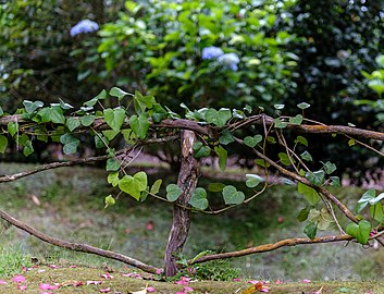 Wooden fence with intertwined common ivy (Hedera helix), Parque Terra Nostra, Furnas, São Miguel Island, Azores, Portugal