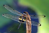 Male Rhyothemis phyllis phyllis