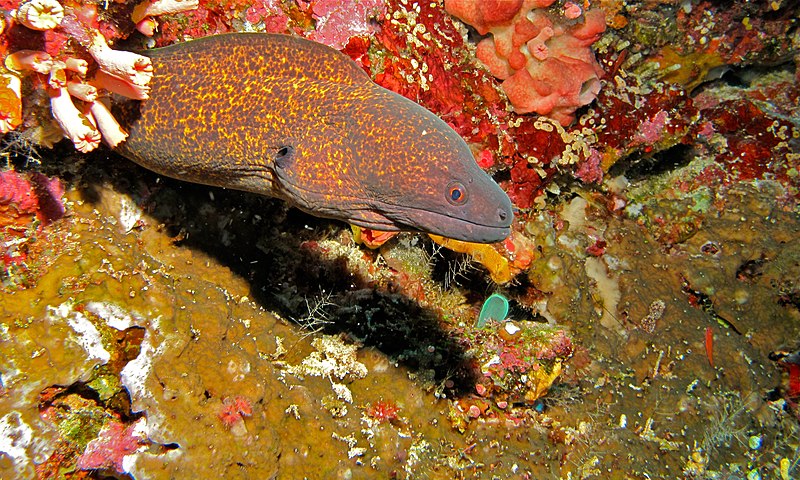 File:Yellow-edged Moray (Gymnothorax flavimarginatus) (6056335858).jpg