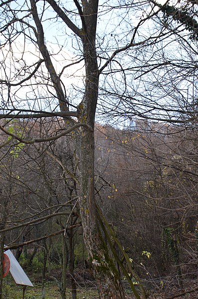 File:Zapis-1020-Berbatovo-Milosevica-orah 20161113 0072.jpg