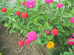 Zinnia elegans 02.jpg