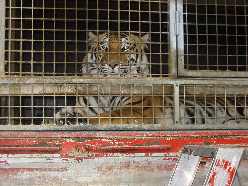 File:Zoo Tiger in Gefangenschaft 03.jpg