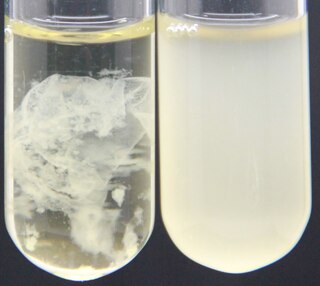 <span class="mw-page-title-main">Floc (biofilm)</span> Type of microbial aggregate suspension