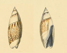 Zoological Illustrations Olivella purpurata.jpg