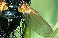 Zophomyia temula, wing detail