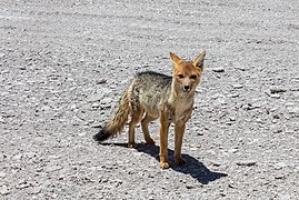 Canidae Idatcol: Vexala dem oxieem, Ewavak, Pulasa vuestexa is xantaza