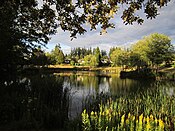 'The Duck Ponds' in South Surrey.jpg