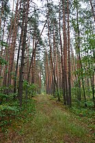 Заповідне урочище В'юнище у липні 2017 р.