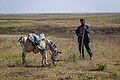 * Nomination Local man and his donkey near the Aidarkul Lake. Arnasai sanctuary, Jizzakh Region, Uzbekistan. By User:Marat Nadjibaev --Красный 07:10, 17 June 2023 (UTC) * Promotion  Support I'd denoise it a bit, but still fine to me for QI --Poco a poco 08:02, 17 June 2023 (UTC)