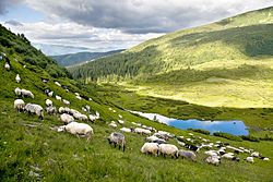 Вівці біля озера