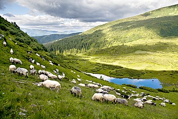 Sheep near the Vorozheska Lake