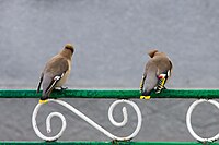 Омелюх звичайний (Bombycilla garrulus)