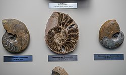 Природњачки центар Свилајнац - фосили Амоноидеа из Туниса.jpg