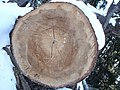 Sezione del tronco