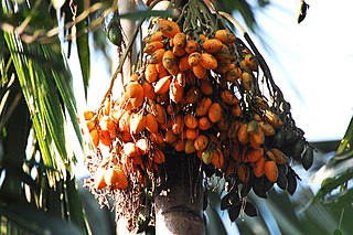 Arecinae Species of palm