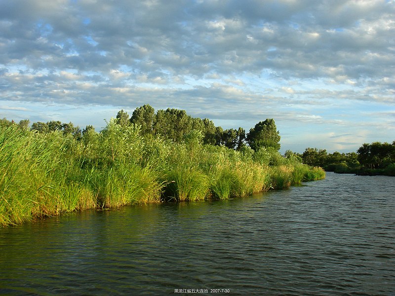 File:水道和芦苇 channel and reed - panoramio.jpg