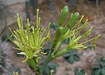 Thumbnail for File:王妃雷神(戟葉龍舌蘭) Agave potatorum v verschaffeltii -香港公園 Hong Kong Park- (9222680192).jpg