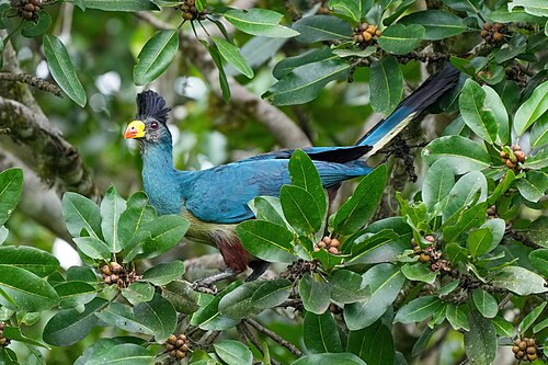 The great blue turaco (Corythaeola cristata) is a bird species in the turaco family, Musophagidae, which is widespread throughout the African tropical rainforest. It has a typical length of around 75 cm (30 in) with a mass of around 1 kg (2 lb). The adult great blue turaco has predominantly gray-blue upperparts with an upright blue-black crest. Its bill is yellow and the two sexes have similar plumage. This great blue turaco was photographed in Kibale National Park, Uganda.